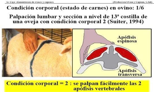 Manejo Ovinocaprino: El estándar orgánico - Condición Corporal - Image 2