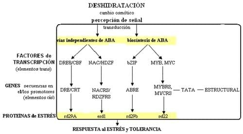 Maíz tolerante a sequía: el evento esperado - Image 2