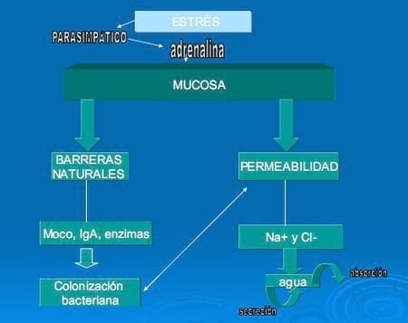 El estrés, un factor ha tener en cuenta en la producción porcina - Image 11