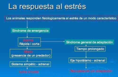 El estrés, un factor ha tener en cuenta en la producción porcina - Image 5