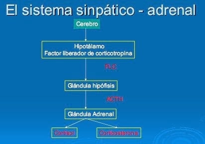 El estrés, un factor ha tener en cuenta en la producción porcina - Image 9