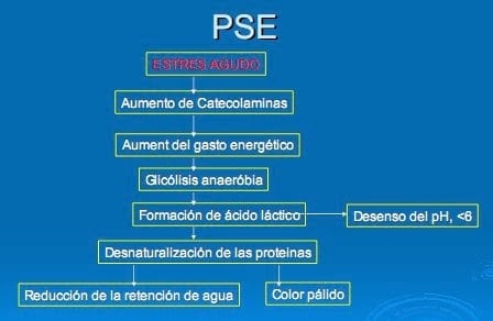 El estrés, un factor ha tener en cuenta en la producción porcina - Image 13