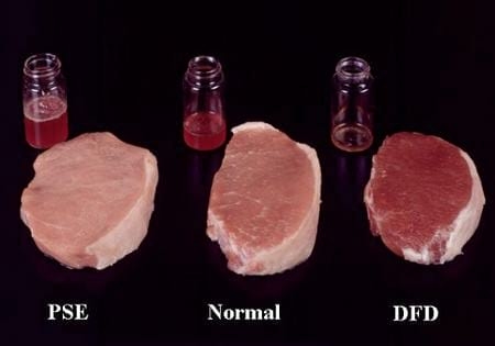 El estrés, un factor ha tener en cuenta en la producción porcina - Image 16