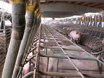 El estrés, un factor ha tener en cuenta en la producción porcina - Image 8