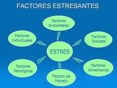 El estrés, un factor ha tener en cuenta en la producción porcina - Image 4