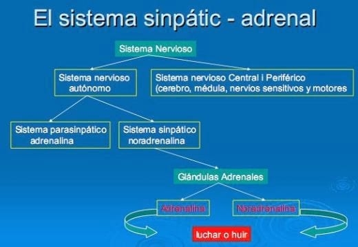 El estrés, un factor ha tener en cuenta en la producción porcina - Image 6