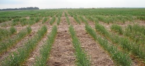 Evaluación de la susceptibilidad al wheat streak mosaic virus (wsmv) en infecciones artificiales de diferentes cultivares de trigo - Image 1