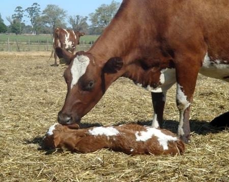 Manejo del periparto en vacas lecheras: Un desafio indispensable - Image 1