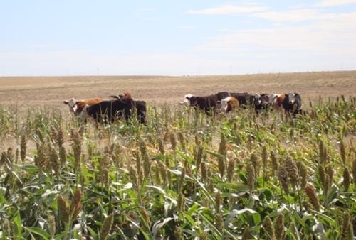 Engorde de novillitos con sorgos bmr diferidos, urea y grano de maíz - Image 1