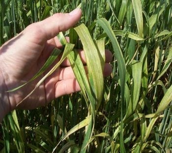 Trigo: Incidencia de wheat streak mosaic virus (wsmv) según fechas de siembra - Image 1