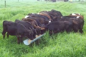 Manejo de terneros tipo leche - Image 3