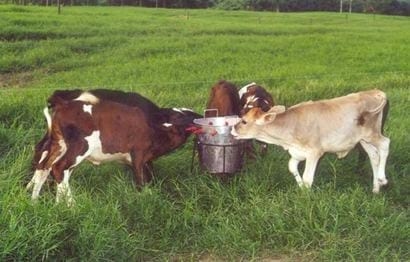 Manejo de terneros tipo leche - Image 1