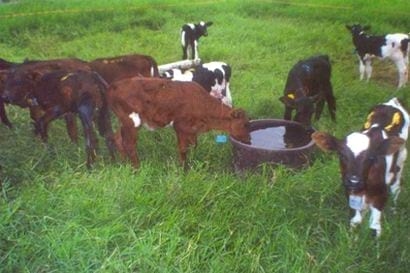 Manejo de terneros tipo leche - Image 4