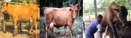 Cruzamientos para Ganado lechero en el tropico - Image 2