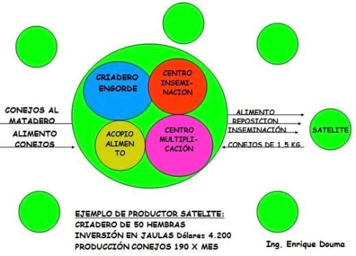Propuesta de cria de conejos para pequeños productores (30 a 300 hembras en producción) - Image 1
