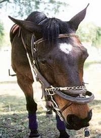 Pelajes y colores de los caballos, pongámonos de acuerdo e identifiquémoslos correctamente - Image 19