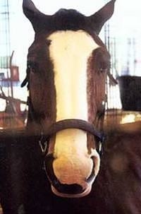 Pelajes y colores de los caballos, pongámonos de acuerdo e identifiquémoslos correctamente - Image 20