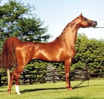 Pelajes y colores de los caballos, pongámonos de acuerdo e identifiquémoslos correctamente - Image 1