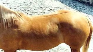 Pelajes y colores de los caballos, pongámonos de acuerdo e identifiquémoslos correctamente - Image 2