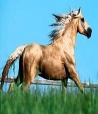 Pelajes y colores de los caballos, pongámonos de acuerdo e identifiquémoslos correctamente - Image 11