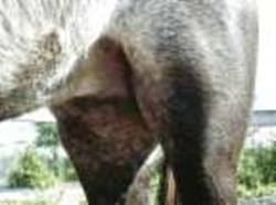 Pelajes y colores de los caballos, pongámonos de acuerdo e identifiquémoslos correctamente - Image 22
