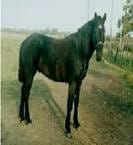 Pelajes y colores de los caballos, pongámonos de acuerdo e identifiquémoslos correctamente - Image 5