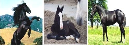 Pelajes y colores de los caballos, pongámonos de acuerdo e identifiquémoslos correctamente - Image 4