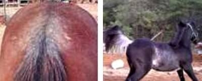 Pelajes y colores de los caballos, pongámonos de acuerdo e identifiquémoslos correctamente - Image 21