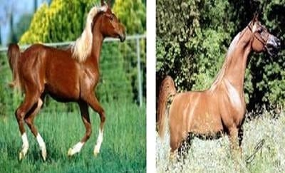 Pelajes y colores de los caballos, pongámonos de acuerdo e identifiquémoslos correctamente - Image 10