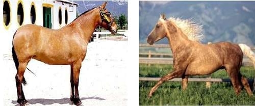 Pelajes y colores de los caballos, pongámonos de acuerdo e identifiquémoslos correctamente - Image 16