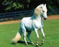 Pelajes y colores de los caballos, pongámonos de acuerdo e identifiquémoslos correctamente - Image 12