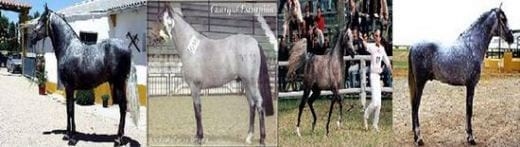 Pelajes y colores de los caballos, pongámonos de acuerdo e identifiquémoslos correctamente - Image 6