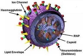 Influenza, ¿Ad Portas de una pandemia mortal? - Image 3