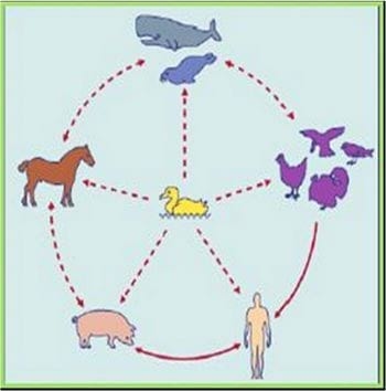 Influenza, ¿Ad Portas de una pandemia mortal? - Image 7