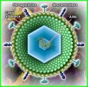 Influenza, ¿Ad Portas de una pandemia mortal? - Image 1