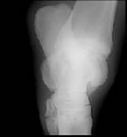 Osteocondrosis en Equinos - Image 6