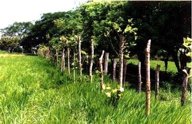 Importancia del microambiente para el desempeño fisiológico y efectos negativos del estrés calórico sobre la capacidad fisiológica y de producción en los caprinos y ovinos - Image 7