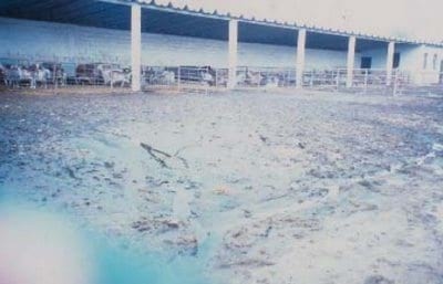 Equipos e instalaciones en las empresas de ganado ovino. Higiene y bienestar animal.- Gestión técnico económica de las empresas ovinas - Image 15
