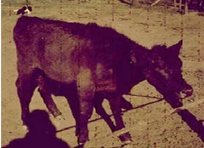 ¿Las vacas ahora tambien necesitan cobre? - Image 2