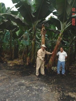 Aprovechamiento de la cascarilla de oryza sativa (arroz) para la producción de silicio orgánico - Image 2