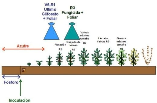 Fertilización complementaria con molibdeno, cobalto y otros nutrientes en soja bajo condiciones de estrés hídrico - Image 1