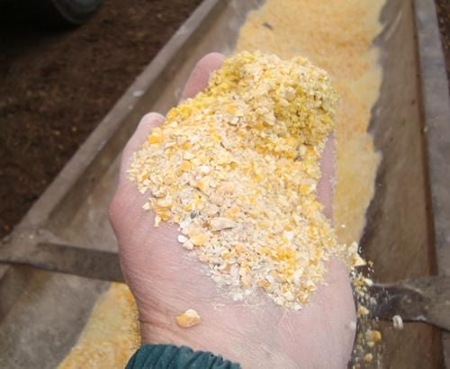 Efectos de los cereales de invierno “encañados” sobre el engorde de terneros y novillos Angus - Image 2