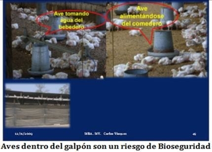 Laringotraqueitis Aviar - Image 11