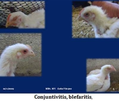 Laringotraqueitis Aviar - Image 5