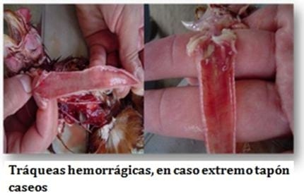 Laringotraqueitis Aviar - Image 2