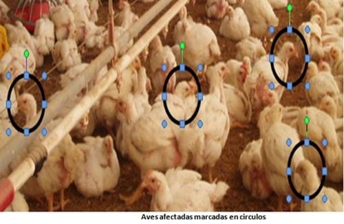 Laringotraqueitis Aviar - Image 7