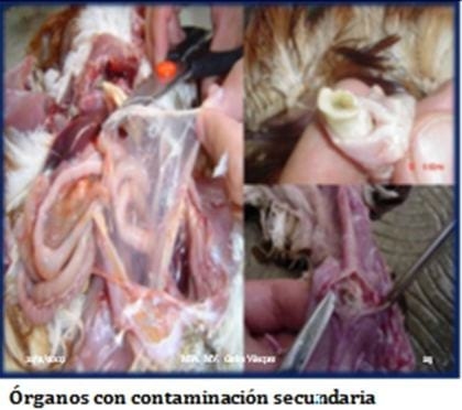 Laringotraqueitis Aviar - Image 3