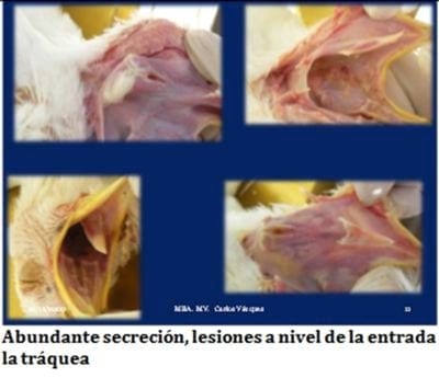 Laringotraqueitis Aviar - Image 6