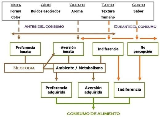 Factores que afectan el consumo y la nutrición del lechón tanto neonato como destetado - Image 3
