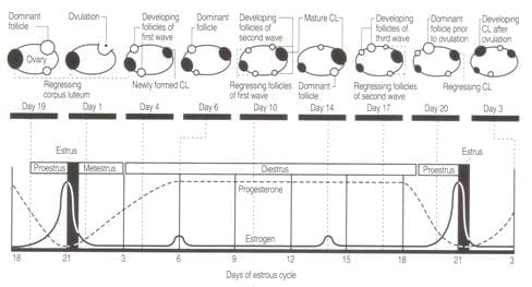 Reproduccion, Caracteristicas del ciclo estral - Image 1